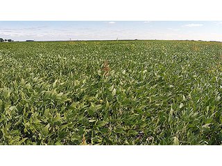 Property photo 19 - REAL ESTATE AUCTION - 379+/- ACRES OFFERED IN 6 TRACTS IN JASPER COUNTY